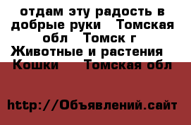 отдам эту радость в добрые руки - Томская обл., Томск г. Животные и растения » Кошки   . Томская обл.